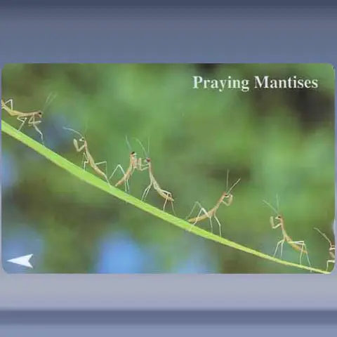 Insecten (1994)