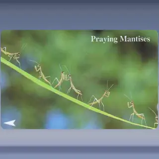 Insecten (1994)