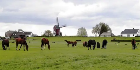 Piet van den Boogaard Opfokstal voor jonge paarden