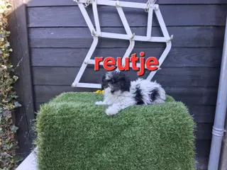 te koop mooie kleinblijvende speelse boomer pups