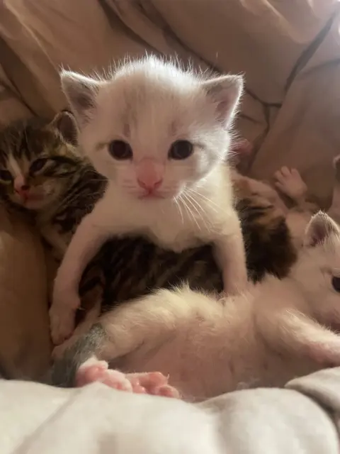 Kittens te koop