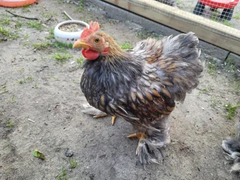 Haan goudblauw gezoomd