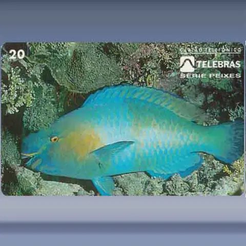 Budião (1995)