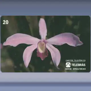 Laelia Perrini (1995)