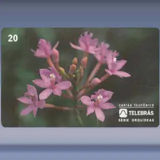 Epidendrum (1995)
