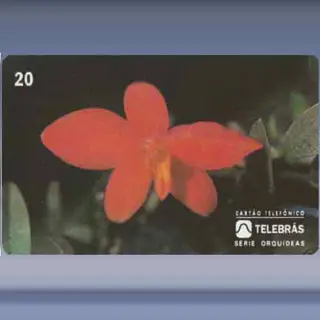 Sophronitis Coccinea Pygmea (1995)