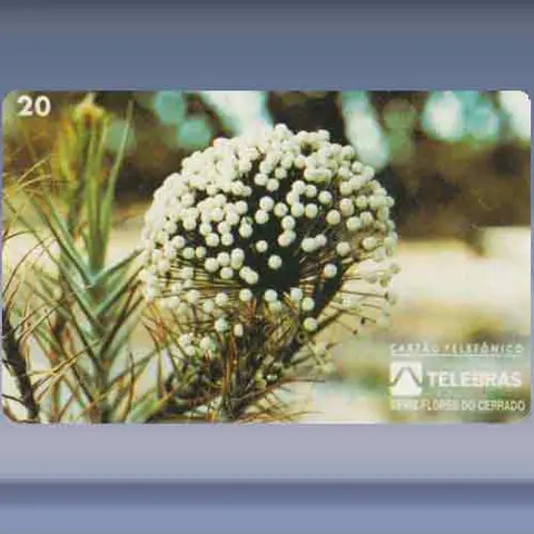 Paepalantus (1995)