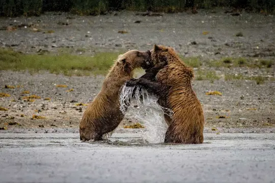 HX Expeditie Alaska | Waar de Bergen de Zee ontmoeten