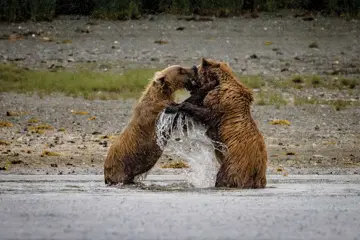 HX Expeditie Alaska | Waar de Bergen de Zee ontmoeten