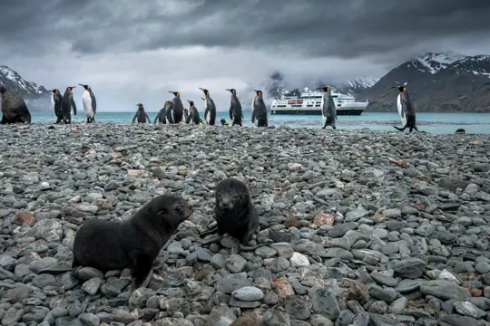 HX Expeditie Antarctica | Antarctica, Falklands & South Georgia