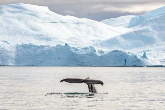 HX Expeditie Groenland | De IJsreuzen van Disko Bay