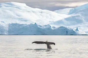 HX Expeditie Groenland | De IJsreuzen van Disko Bay
