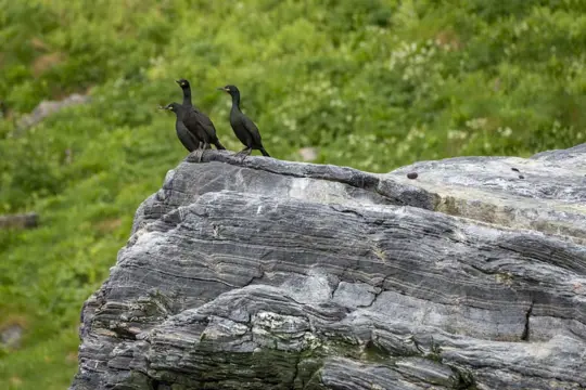 6B Gjesvaerstappan Vogelsafari (06apr - 05sept)