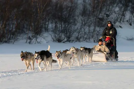 7F Kirkenes Huskysafari (20okt - 30mei)