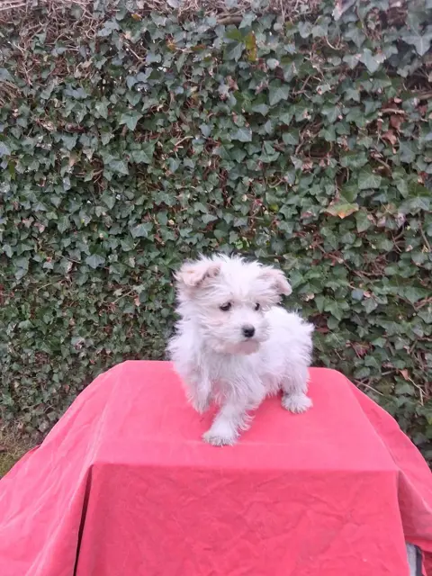 te koop mooie kleinblijvende speelse boomer pups