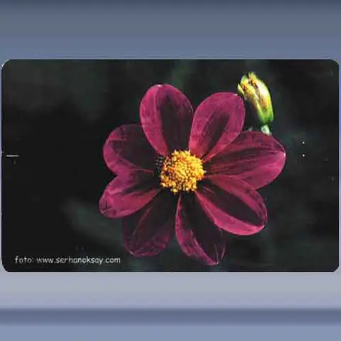 Bloem (12) (2003)