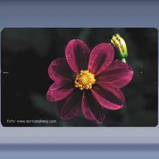 Bloem (12) (2003)