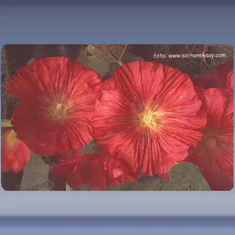 Bloem (15) (2003)