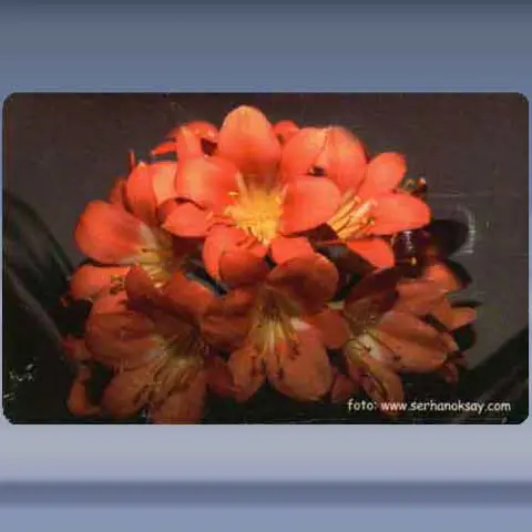 Bloem (17) (2004)