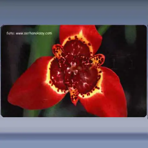 Bloem (18) (2006)