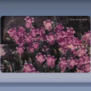 Bloem (8) (2003)