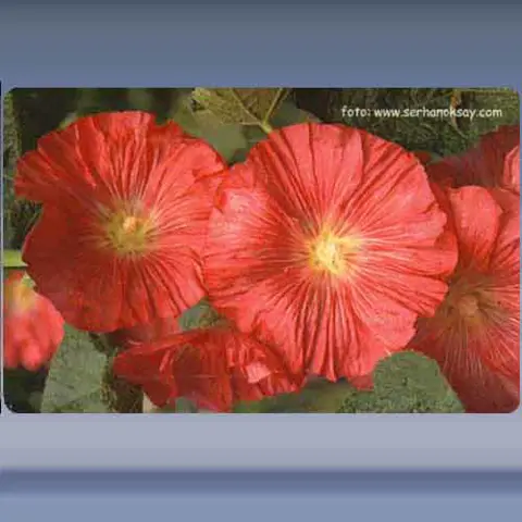 Bloem (15) (2003)