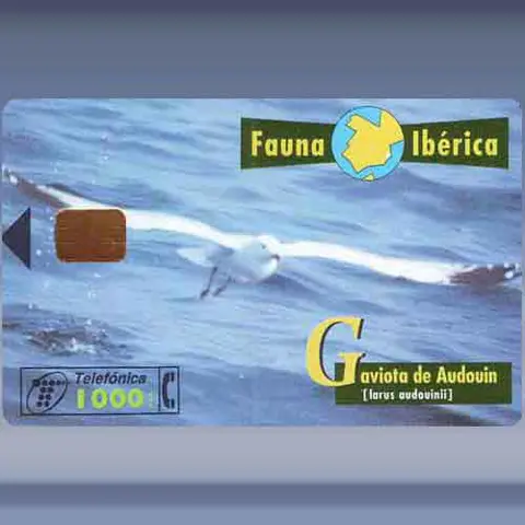 Zeemeeuw (1998)