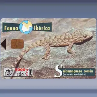 Salamander (1998)