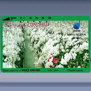 Phalaenopsis (1994)