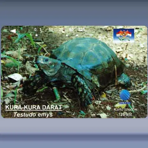 Testudo emys (1996)
