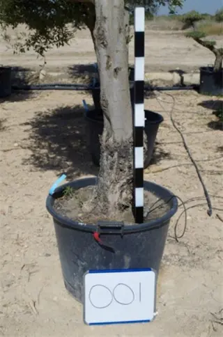 Olijfboom, Olijfbomen, Palmboom, Palmbomen, Druif, Vijg.
