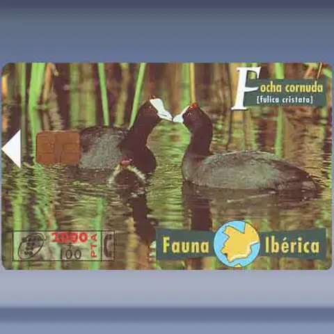 Meerkoet (1998)