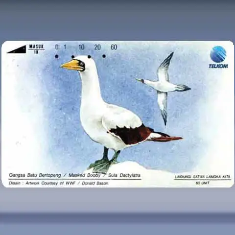 Masked Booby (1993)
