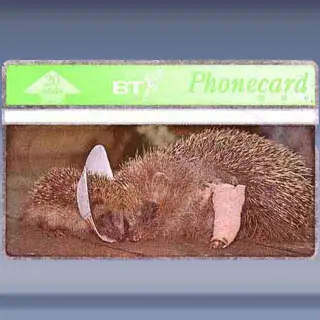 St Tiggwinkles (2)