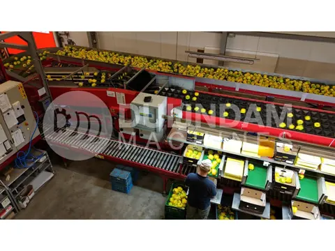 Aweta G4-14+1 paprikasorteermachine met semi-automatische doosvulling