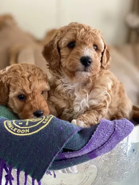 Lieve Maltipoo-puppy's, thuis opgegroeid.