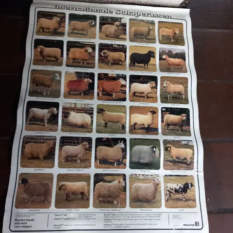 schapen poster, 60 x 80 -internationale, schappenrassen