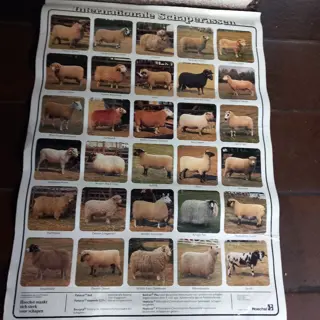 schapen poster, 60 x 80 -internationale, schappenrassen