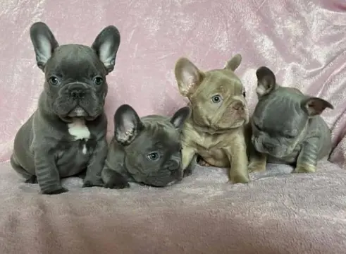 Franse Bulldog puppy's