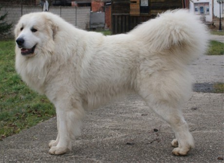 Pyrenean mountain dog, Pyrenaen Berghund Welpen