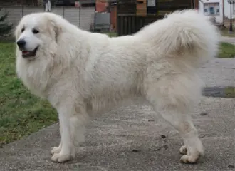 Pyrenean mountain dog, Pyrenaen Berghund Welpen