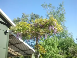 Exclusieve Wisteria sinensis Dakboom / Dakvorm