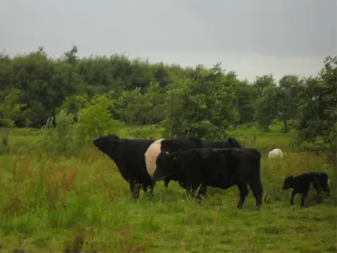 Te koop Mooie lakenvelder stier