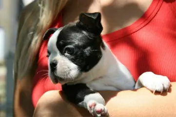 Boston terrier for sale