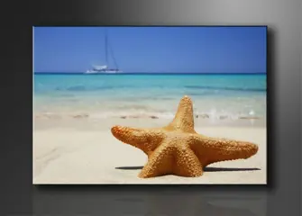Nieuw canvas schilderij Zeester 120 x 80 cm