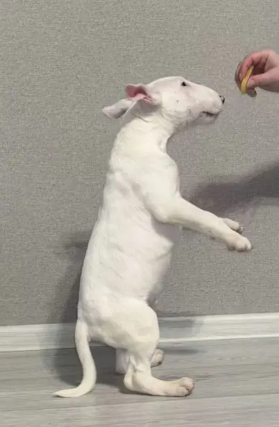 Bullterrier pups reukes en teefjes