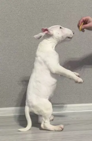 Bullterrier pups reukes en teefjes
