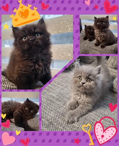 Brits(e) langhaar kittens
