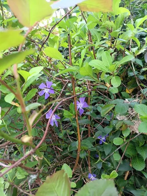 Huishoudelijke hulp, vrijwilliger, tuinman,gratis