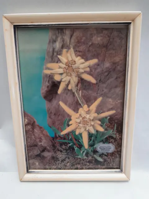 vintage gedroogde Edelweiss in lijst - 60s - Zwitserland